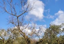 xylella multiplex matera