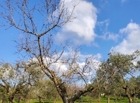 Xylella fastidiosa subsp. multiplex a Matera. Cicala: «Rafforziamo i controlli» xylella multiplex matera