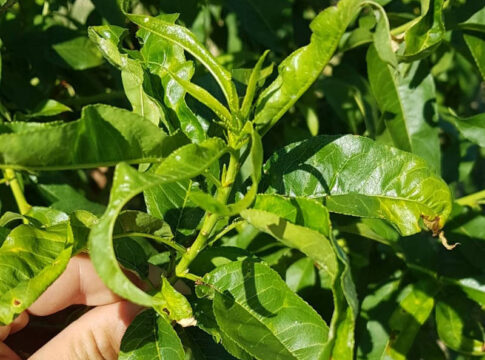 Germoglio infestato da cicaline