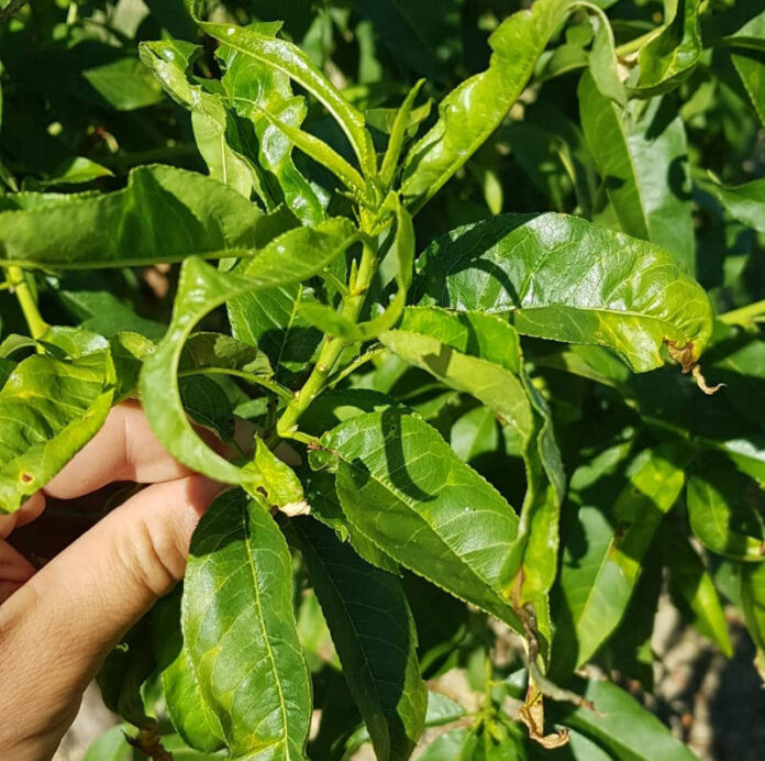 Germoglio infestato da cicaline