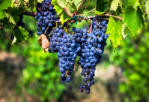 Brunello di Montalcino, vendemmia anticipata di una settimana rispetto al 2025