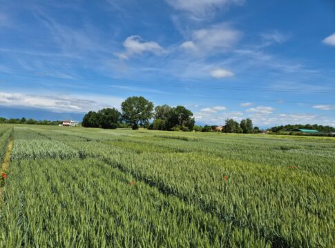 Frumento tenero, guida alle migliori varietà