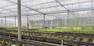 Vivaismo, debutta un nuovo standard di certificazione