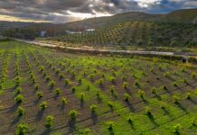 Innovazione in agricoltura, la Calabria stanzia 3 milioni di euro