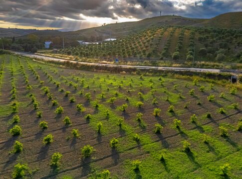 Innovazione in agricoltura, la Calabria stanzia 3 milioni di euro
