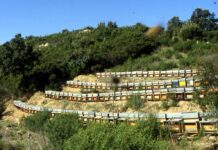Api e reddito, c’è la richiesta di un aiuto accoppiato nella futura Pac api confagricoltura