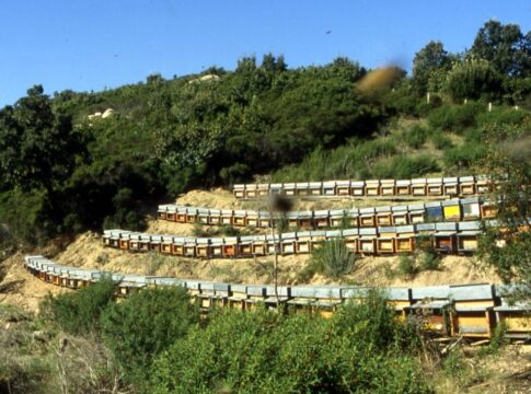 api confagricoltura
