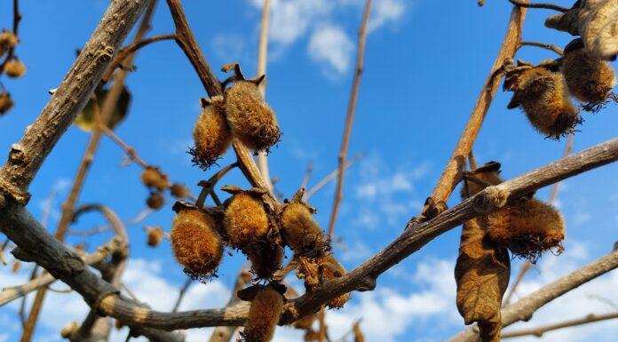 moria kiwi