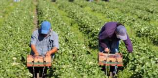Sfruttamento lavorativo, bando da 36 milioni per l’inclusione