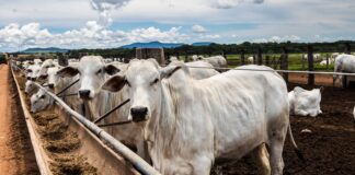 Carne, il Brasile contro il divieto europeo sull’import