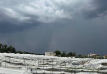 Vento e pioggia devastano le campagne nel Metapontino