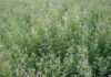 erba medica