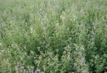 Erba medica, filiera divisa sul valore della campagna 2026 erba medica