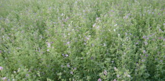 erba medica