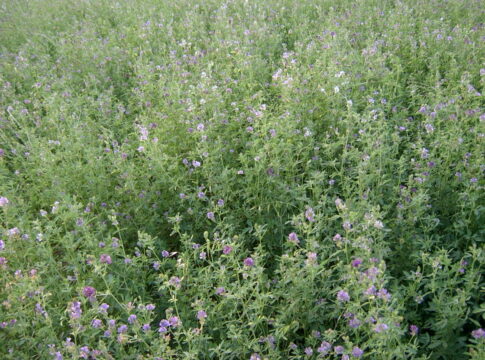 Erba medica, filiera divisa sul valore della campagna 2026 erba medica