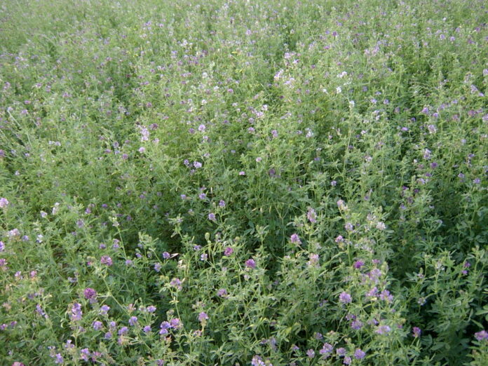 erba medica erba medica
