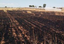 Incendi in Sicilia, le aziende agricole possono segnalare i danni