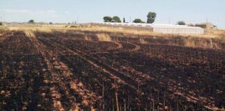 Incendi in Sicilia, le aziende agricole possono segnalare i danni