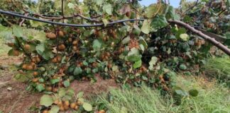 Nubifragio in Basilicata, danni per oltre 5 milioni di euro