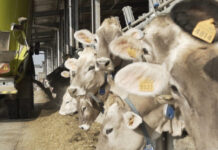 Mais, soia ed energia: cresce la pressione su mangimi e allevamenti