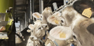 Mais, soia ed energia: cresce la pressione su mangimi e allevamenti