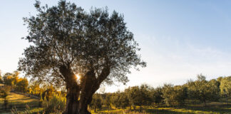 Olio dei Colli di Bologna, l’Igp mette il territorio in bottiglia