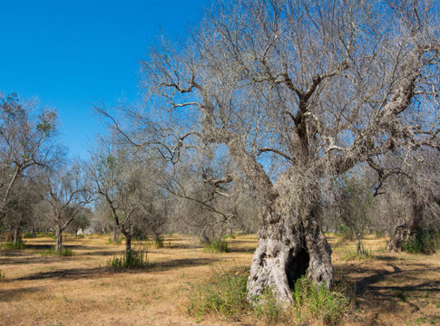 Xylella, dal Cnr di Bari l’indagine europea per gestirla al meglio
