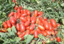 Ismea, due accordi per rafforzare l’analisi delle filiere