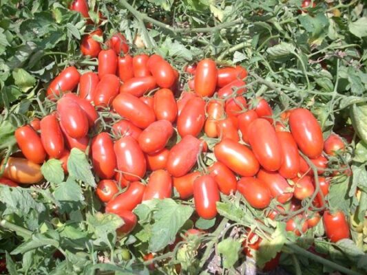 Pomodoro da industria 2026, al Sud meglio del previsto, al Nord rese tra le più basse degli ultimi anni Pomodoro da industria 2026, al Sud meglio del previsto, al Nord rese tra le più basse degli ultimi anni
