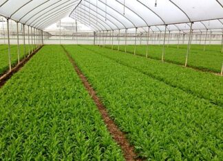 La IV gamma paga dazio al clima: fino al 40% in meno di materie prime