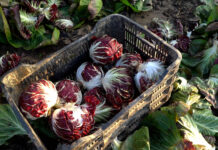 Siccità e cuneo salino, il radicchio di Chioggia rischia il tracollo