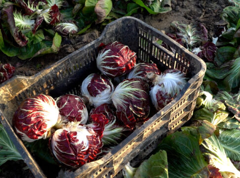 Siccità e cuneo salino, il radicchio di Chioggia rischia il tracollo