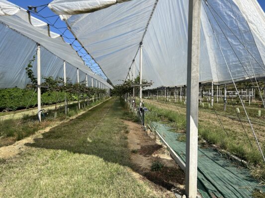 Campania, 5 milioni per le reti di protezione delle colture