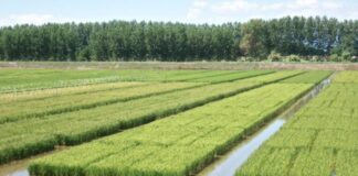 Riso, il seme italiano punta sulla resilienza riso assosementi
