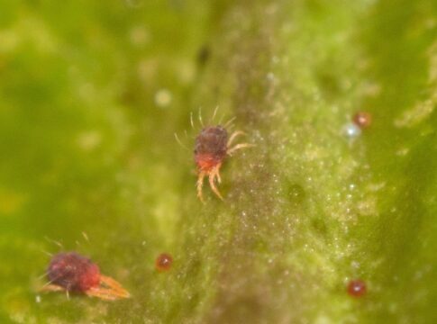 Ragnetto rosso degli agrumi: difesa sempre più complicata