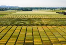 Con la concimazione in presemina rese superiori per il frumento Consorzi Agrari d’Italia