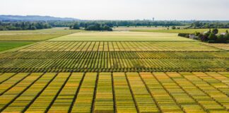 Consorzi Agrari d’Italia