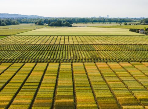 Con la concimazione in presemina rese superiori per il frumento Consorzi Agrari d’Italia
