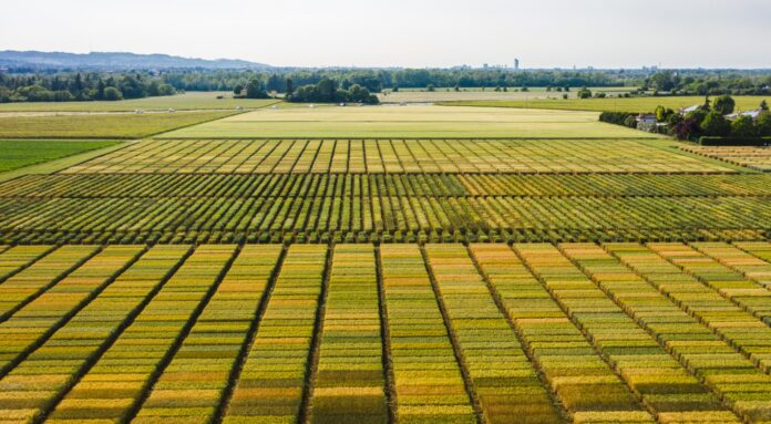 Cai_Frumento_foto Consorzi Agrari d’Italia