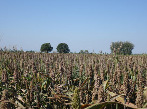 RiSorgo, il ruolo del sorgo nella rotazione colturale