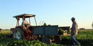 Zucchero italiano, Coprob prepara il rilancio industriale zucchero coprob