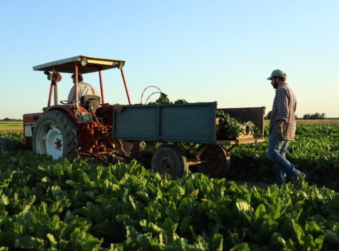 Zucchero italiano, Coprob prepara il rilancio industriale zucchero coprob
