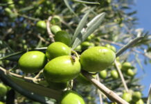 Mosca delle olive, difesa preventiva da calibrare sull’annata mosca olive