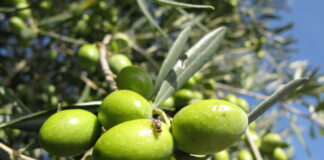 mosca olive