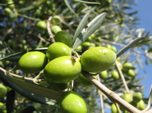 Mosca delle olive, difesa preventiva da calibrare sull’annata mosca olive