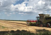 Orzo da malto, il valore non si ferma al campo