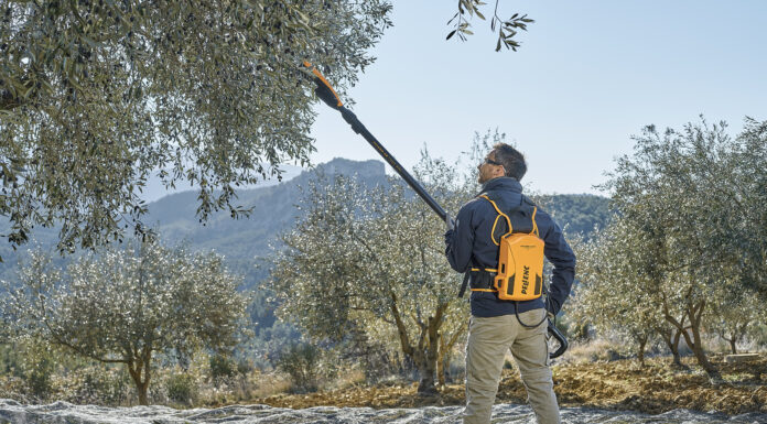 Olive: la raccolta punta su leggerezza e autonomia