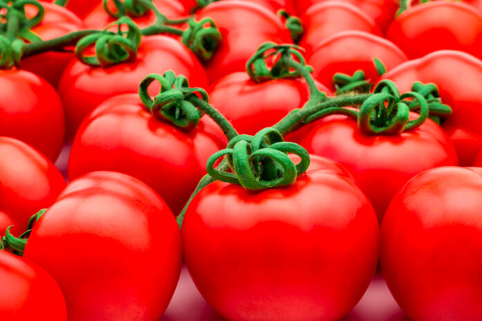 Syngenta announces major scientific breakthrough that increases crop yields by using plant's own natural mechanisms