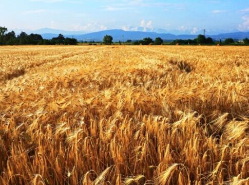 La ricerca studia come adattare la coltura del farro al cambiamento climatico