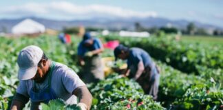 Lavoro irregolare, coinvolto il 34% degli addetti